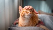 Gatos também podem ser raças colaborativas e obedientes. - Magui-rfajardo/ iStock