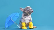 Os sapatinhos para pets são itens fofos, mas será que oferecem risco para a saúde dos bichinhos? - Firn / istock