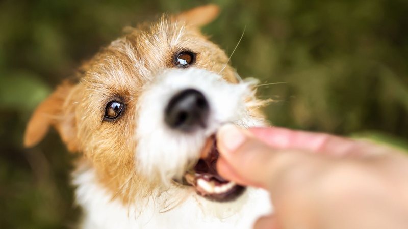 Veja cuidados que você deve tomar ao oferecer petiscos aos cães. - Wavetop/iStock