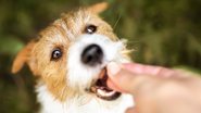 Veja cuidados que você deve tomar ao oferecer petiscos aos cães. - Wavetop/iStock