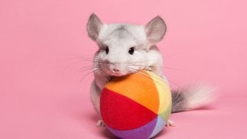 Esses bichinhos podem ser tão divertidos quanto os animais maiores! - MirasWonderland/iStock