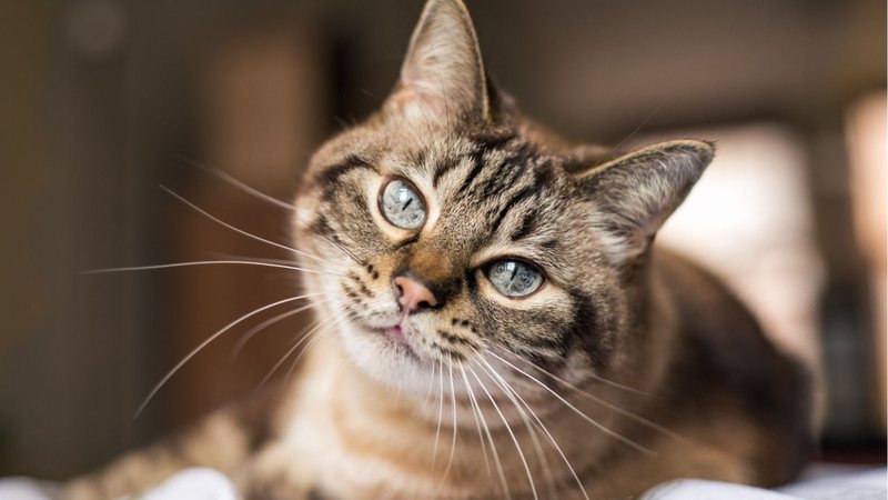 Você não pode deixar de conhecer esses gatinhos! - Photography by Adri/iStock