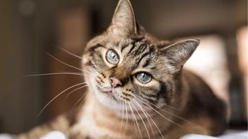 Você não pode deixar de conhecer esses gatinhos! - Photography by Adri/iStock