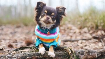 Entenda se vale a pena investir em roupinhas de frio para seu pet se sentir mais confortável no inverno. - Eudyptula / istock