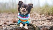 Entenda se vale a pena investir em roupinhas de frio para seu pet se sentir mais confortável no inverno. - Eudyptula / istock