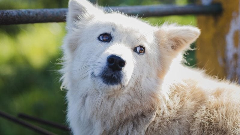 São vários os cães com preços elevados! - Suparna Hazra/iStock