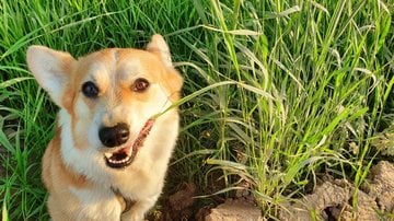 Entenda quais são as causas por traz do hábito dos cães de comer grama. - Ekaterina Zaitseva/ iStock