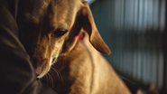 Será que cães guardam rancor? - Kerkez/iStock