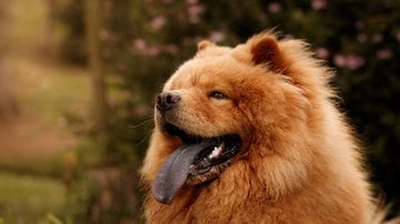 A aparência não é a única coisa marcante nos cães da raça Chow Chow. - Thais Almeida/iStock