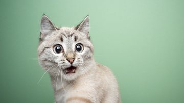 Veja alguns fatores importantes para entender os felinos. - Nils Jacobi/iStock