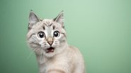 Veja alguns fatores importantes para entender os felinos. - Nils Jacobi/iStock