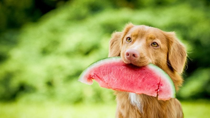 Não deixe essas frutas no alcance de seus pets. - rozowynos/iStock