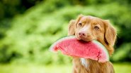 Não deixe essas frutas no alcance de seus pets. - rozowynos/iStock