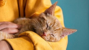 Saiba qual a relação entre os gatos e a esquizofrenia. - Manuta/ iStock