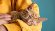 Saiba qual a relação entre os gatos e a esquizofrenia. - Manuta/ iStock