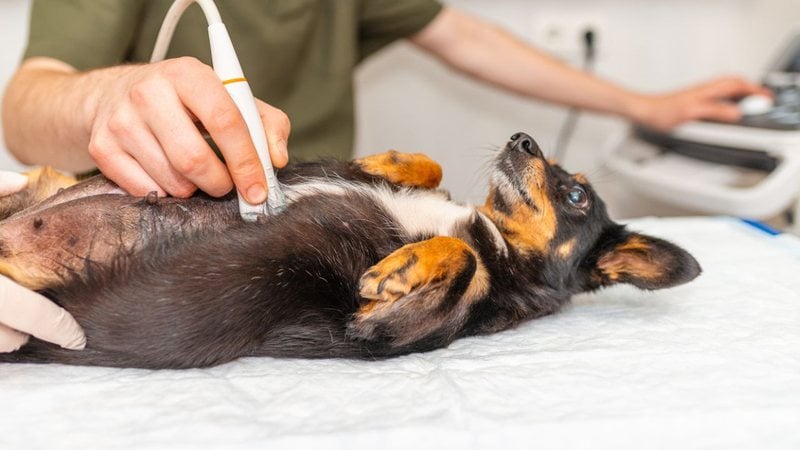 A visita ao veterinário pode ser necessária! - Arvydas Lakacauskas/iStock