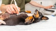 A visita ao veterinário pode ser necessária! - Arvydas Lakacauskas/iStock