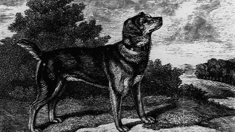 Conheça os cães que não habitam mais entre nós e que foram extintos ao longo dos anos. - Benjamin Marshall/public Domain Via Wikimedia.org