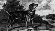 Conheça os cães que não habitam mais entre nós e que foram extintos ao longo dos anos. - Benjamin Marshall/public Domain Via Wikimedia.org