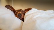 Entenda o que significa para seus pets quando você deixa eles dormirem na sua cama! - Anton_Herrington/ iStock