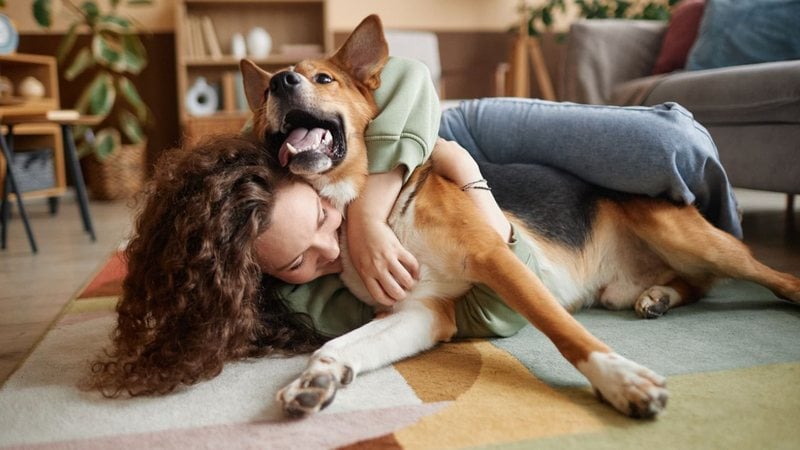 Saiba tudo o que precisa saber para evitar que seu pet tenha dengue. - SeventyFour/ iStock