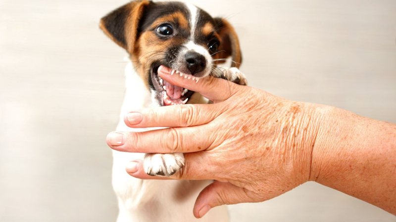 Saiba quais são os cachorros que mais podem cometer danos com apenas uma mordida. - Lubo Ivanko/ iStock