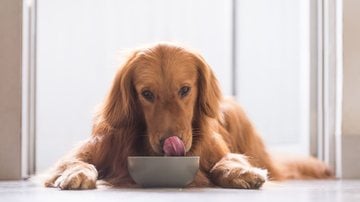 Tutores devem acostumar os cães a comerem mais devagar. - chendongshan/iStock