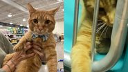 O animal foi descrito pela voluntária como "um dos gatos mais doces". - Reprodução/TikTok/@lisacech