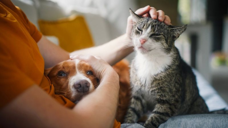 Gatos e cachorros podem se dar bem, é importante selecionar raças que promovam harmonia no ambiente. - Chalabala / istock