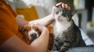 Gatos e cachorros podem se dar bem, é importante selecionar raças que promovam harmonia no ambiente. - Chalabala / istock