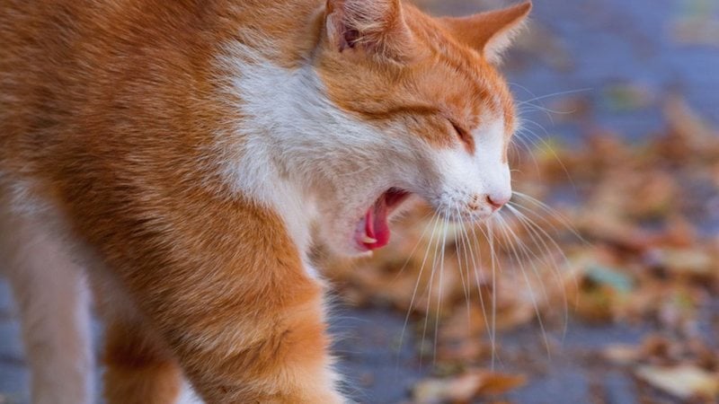 Às vezes, mesmo sem querer, alguns hábitos nosso podem fazer mal aos gatinhos. - fotostok_pdv/ iStock