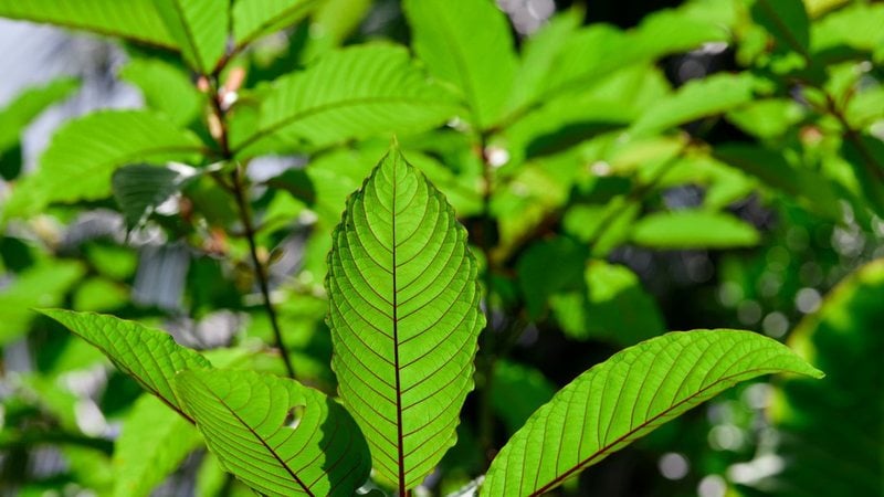 Com presença de flavonoides na sua composição, essa planta reduz inflamações e combate bactérias. - Anucha Muphasa / istock