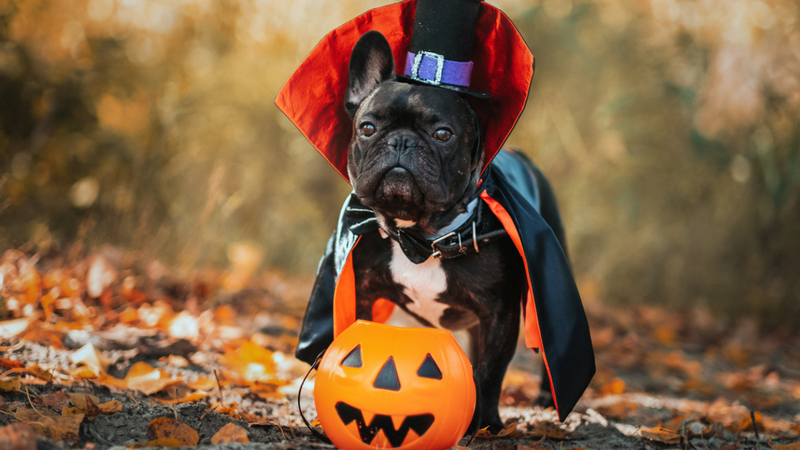 A festividade é um momento de divertimento para muitas famílias e os pets podem participar com fantasias animadas. - Lakshmi3 / istock