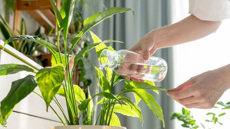 Se você sofre com invasão de ratos em casa, algumas plantas podem te ajudar a proteger seu lar. - Svetlana_nsk / istock