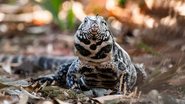 Trata-se de um lagarto muito comum pelas regiões do Brasil. - Foto4440/iStock