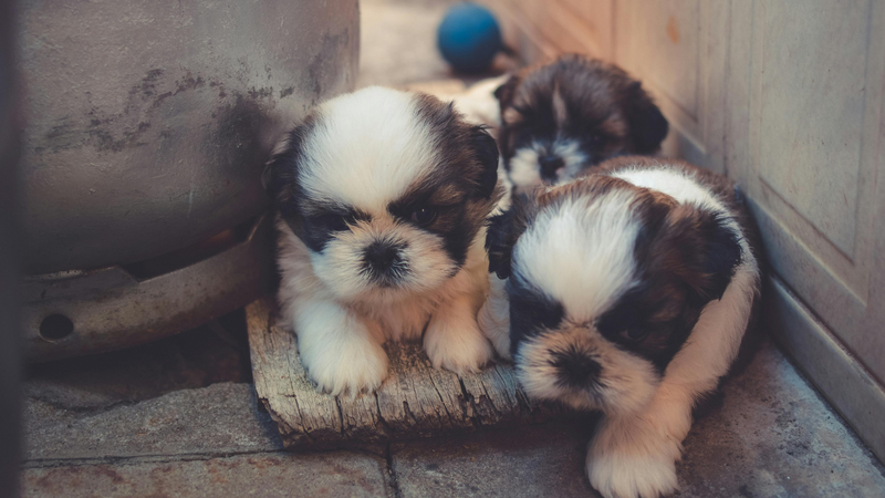 O câncer de próstata atinge aproximadamente 4% dos cães com mais de sete anos e é importante buscar formas de prevenir a saúde do seu bichinho. - Caio / Pexels