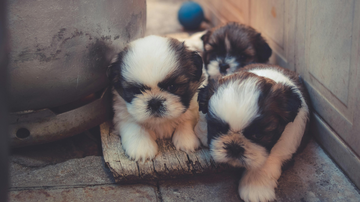 O câncer de próstata atinge aproximadamente 4% dos cães com mais de sete anos e é importante buscar formas de prevenir a saúde do seu bichinho. - Caio / Pexels