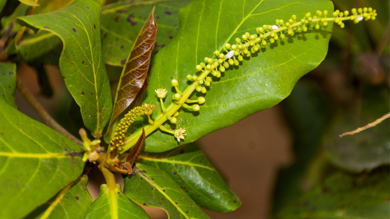 Grávidas e lactantes devem buscar orientação médica antes de se alimentar com essa planta potente. - Wirestock / istock