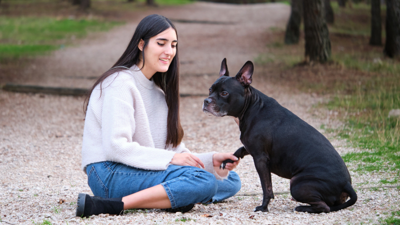 Pastor Alemão e Border Collie foram as raças que mais se destacaram nesse estudo. - Ladanifer / istock