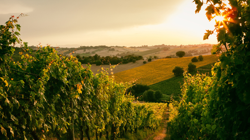 As vinícolas são destinos incríveis para viagens em casal ou para conhecer sabores inovadores de vinhos. - LuigiMorbidelli / istock