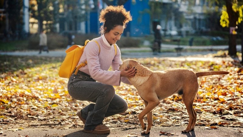 Os cães estão entre os animais mais afetuosos. - dusanpetkovic / iStock