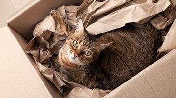 Os gatos são alguns dos animais conhecidos por dar presentes para seus tutores. - Prystai / iStock