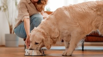 A alimentação dos pets é de suma importância para a saúde dos mesmos. - Valerii Apetroaiei / iStock