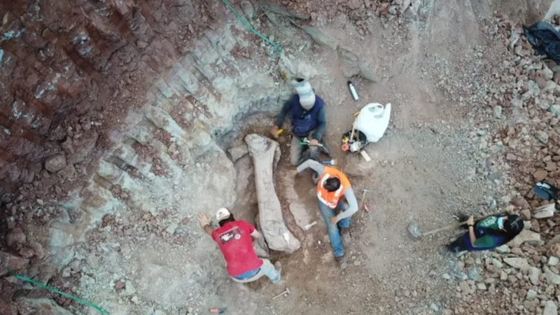 A espécie encontrada ainda é desconhecida pela ciência e possui cerca de 100 milhões de ano de existência. - Reprodução / Giovani de Toledo Viecili