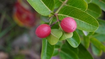 Esse fruto é famoso por deixar o gosto dos alimentos doce. - A S M Almas / iStock