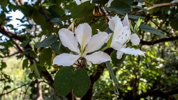 O chá feito com a planta pata-de-vaca é muito benéfico para a saúde. - Alfribeiro / iStock