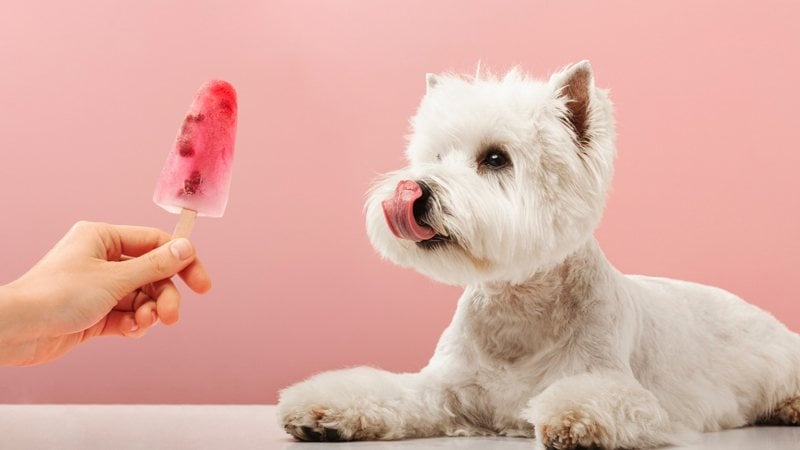 Os pets precisam de atenção especial no calor. - DZ Lab / iStock