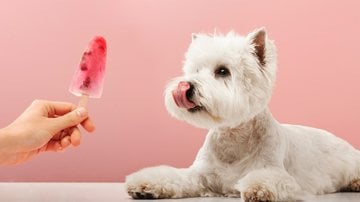 Os pets precisam de atenção especial no calor. - DZ Lab / iStock