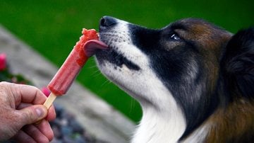 O picolé é uma iguaria que pode ajudar a refrescar o seu pet. - merrilb / iStock