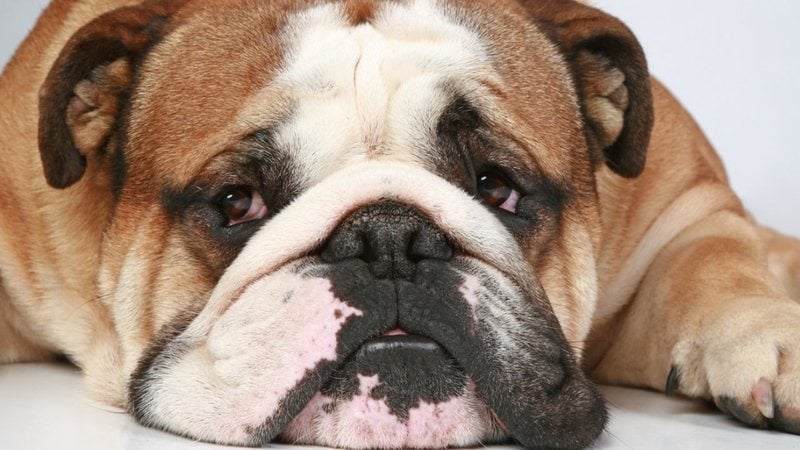 O buldogue inglês ama tirar um cochilo. - fotojagodka/iStock